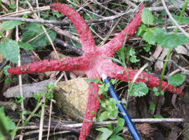 stinkhorn