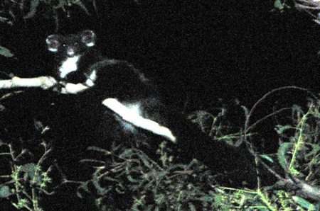 greater glider