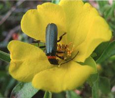 guinea flower