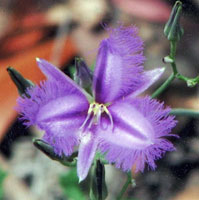 fringed lily