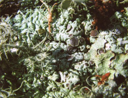 lichen