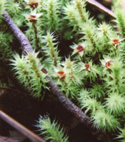 moss