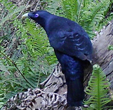male bowerbird