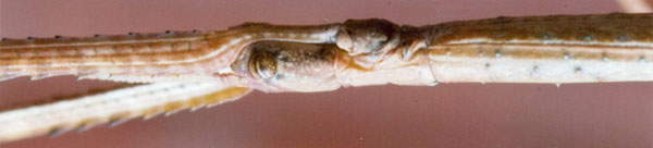 stick insect
