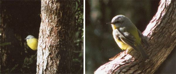 yellow robin