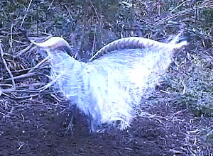 lyrebird display